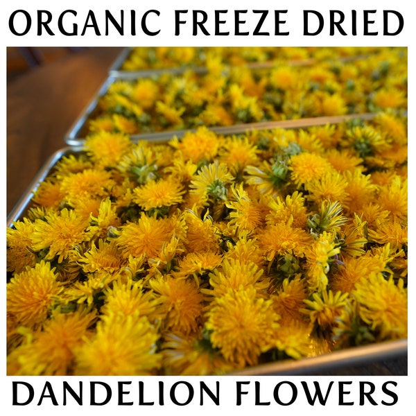 Freeze Dried Dandelion Flower, Organically Grown Dandelion Flowers, Fresh Hand Picked Dandelion Flowers, Dandelion Crafts, Dandelion Heads
