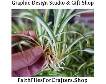 Spider Plant Babies, Spider Plant Cuttings, Easy To Grow Spider Plants, Hardy Spider Plants, Live House Plants, Variegated Spider Plant