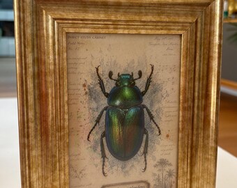 Green beetle botanical drawing whimsical picture unique art print nature wall decor in vintage style frame