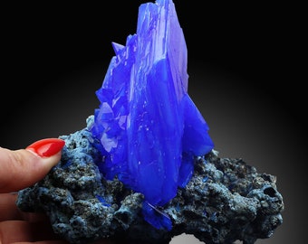 Lustre, la plus grande CHALCANTHITE du monde comme l'Azurite sur Matrix Electric Blue Crystal de POLOGNE