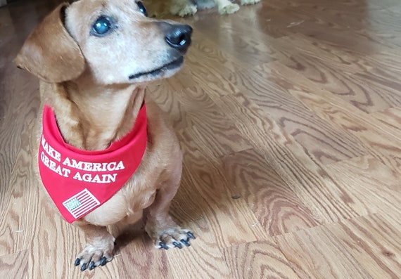 maga dog collar