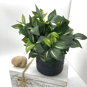 May include: A potted plant with dark green leaves and white stripes in a textured black pot. The pot sits on a stack of white books tied with twine, with the words "live more worry less and be happy" printed on the side. A small, smooth stone is next to the pot.