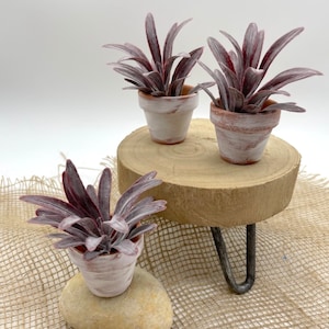 Puede incluir: Tres pequeñas plantas en maceta con hojas color burdeos y macetas de terracota blanqueadas. Una planta descansa sobre una piedra lisa, mientras que otras dos se asientan sobre un pequeño soporte de madera con patas de horquilla de metal. Fondo blanco.