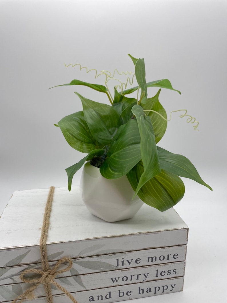 Może przedstawiać: Biała ceramiczna doniczka z zieloną, liściastą rośliną. Doniczka stoi na stosie książek z nadrukiem "live more worry less and be happy" na przedniej stronie.