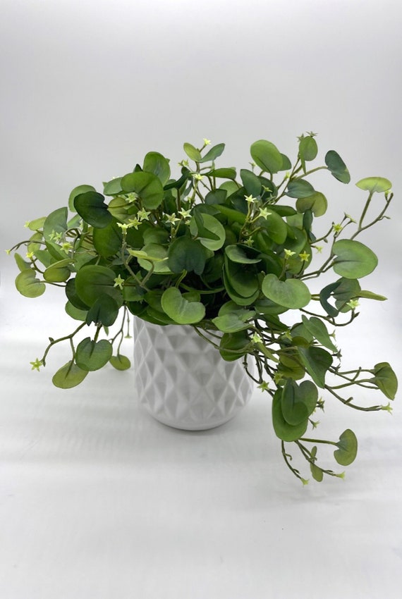 euphorbia rainbow plant Ascot Rainbow Euphorbia | Green | Plant