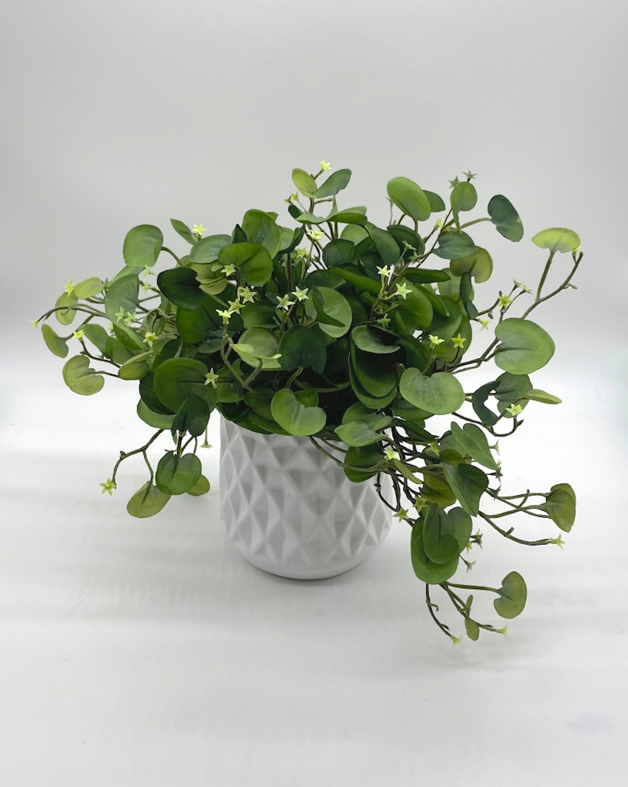brazil philodendron price 4-PHILODENDRON-BRASIL Philodendron Brasil Plant in 4 in. Pot main image 0