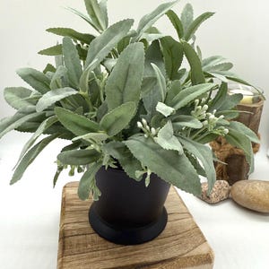 May include: A potted plant with large, light green leaves and small white buds sits on a wooden tray with black feet. The black pot contrasts with the light green foliage, creating a natural, decorative accent.