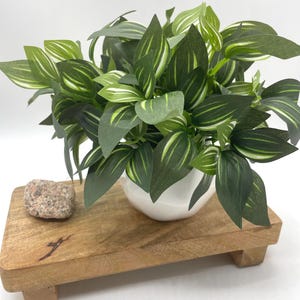 Op de afbeelding: Een kleine plant in een pot met groene en witte gestreepte bladeren staat op een houten standaard met een kleine roze steen.