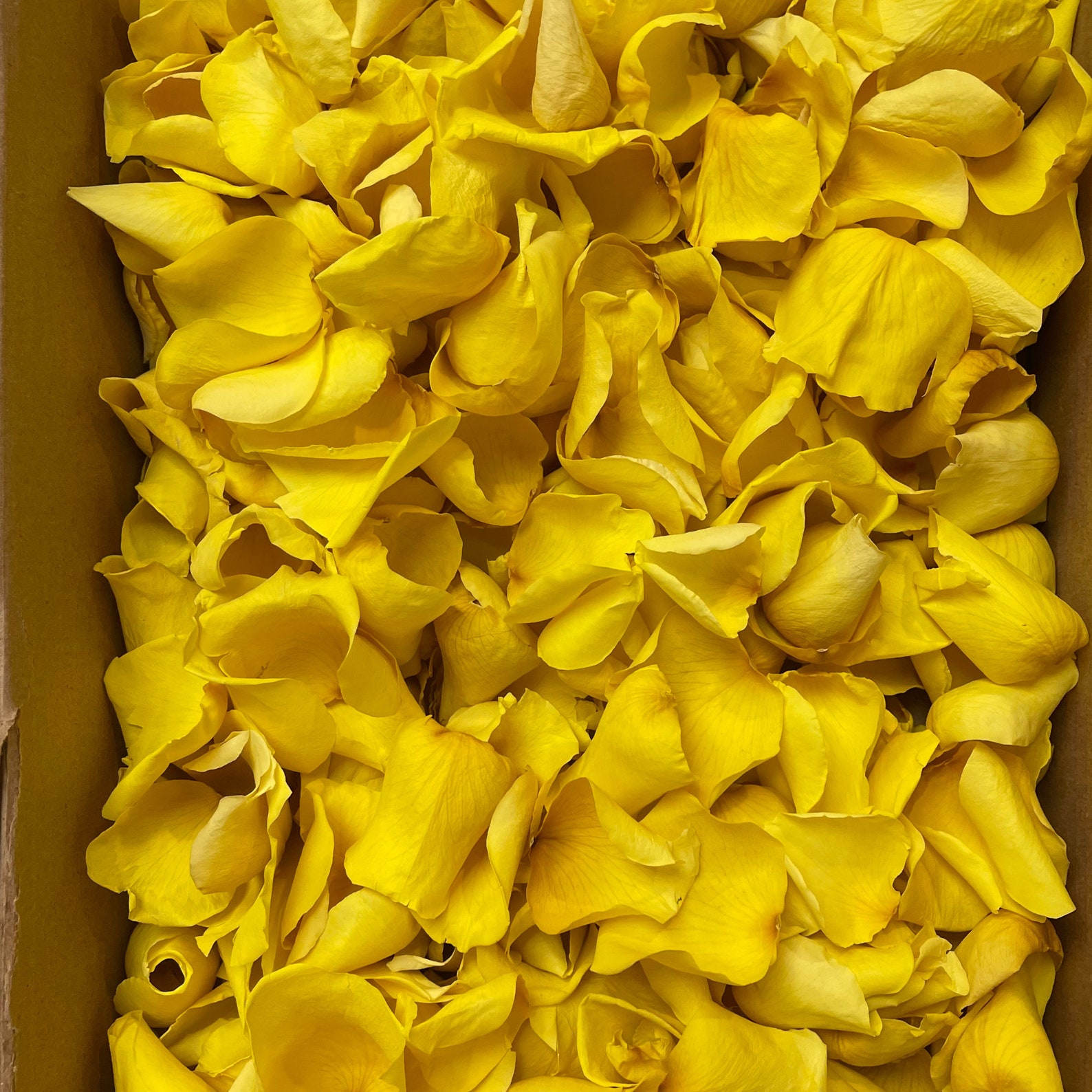 Preserved Rose Petals in Box Assorted Colors Forever Rose Etsy