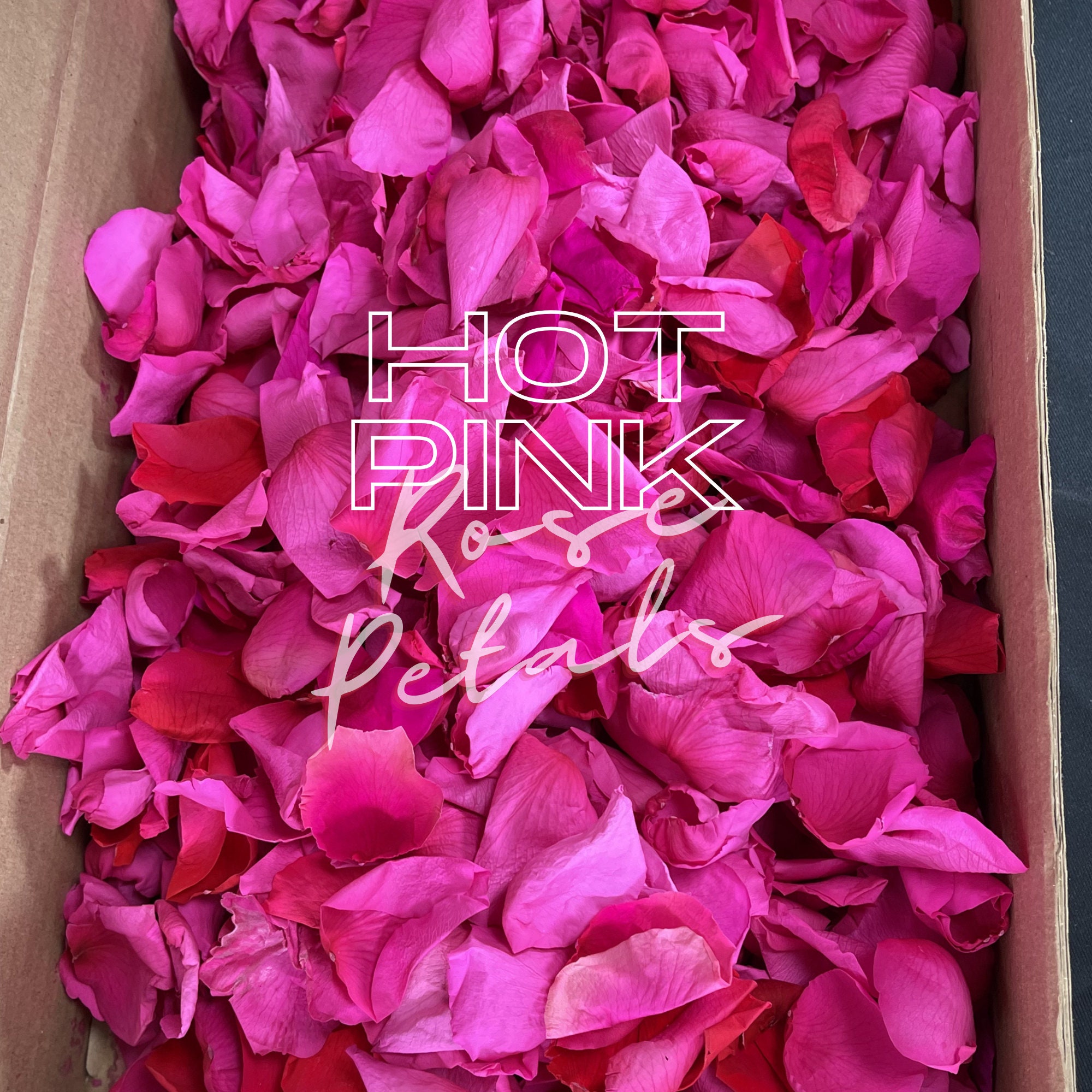 Preserved Rose Petals in Box Assorted Colors Forever Rose Etsy