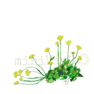 Buttercups on beautiful quality Giclee prints, original is a digital drawing