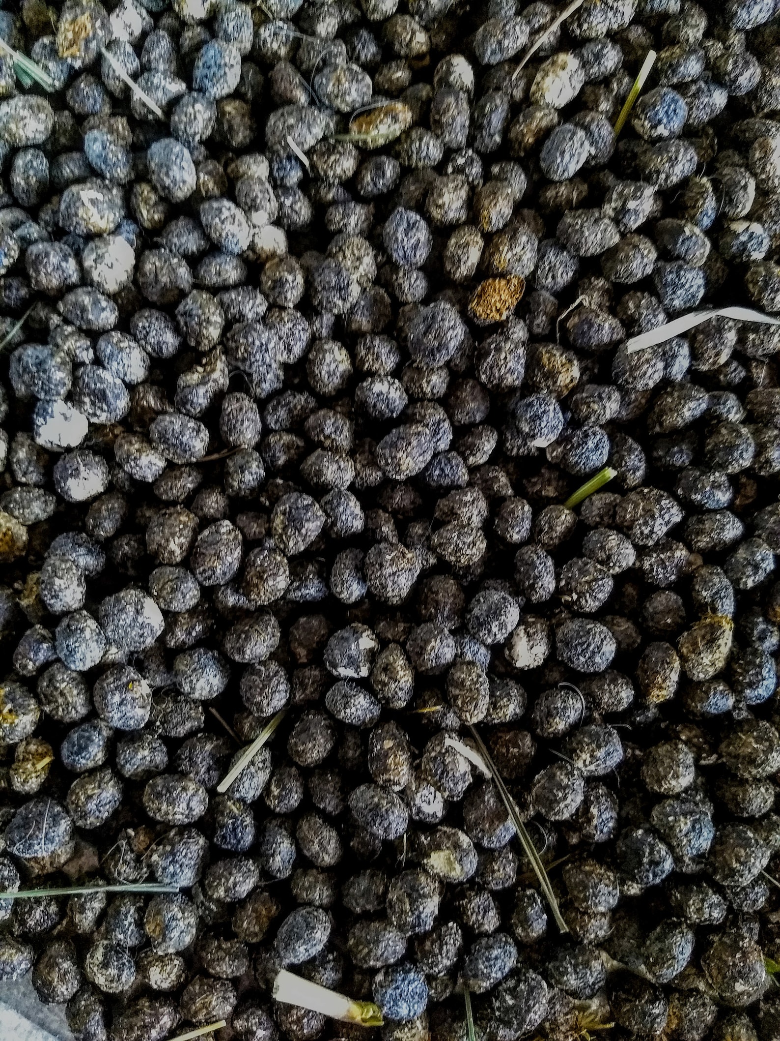 Bunny Black Gold Organic Rabbit Manure Manure Tea Etsy Canada