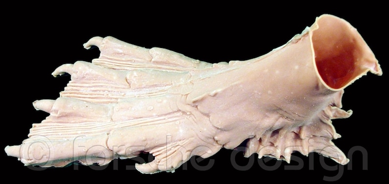 Creature From the Black Lagoon Costume Feet Cast Directly From Original Molds