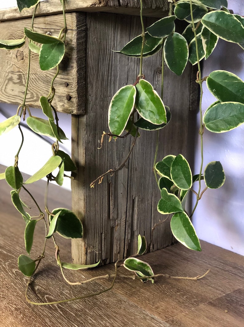 Krimson Queen Hoya carnosa trilcolor Wax Plant variegated