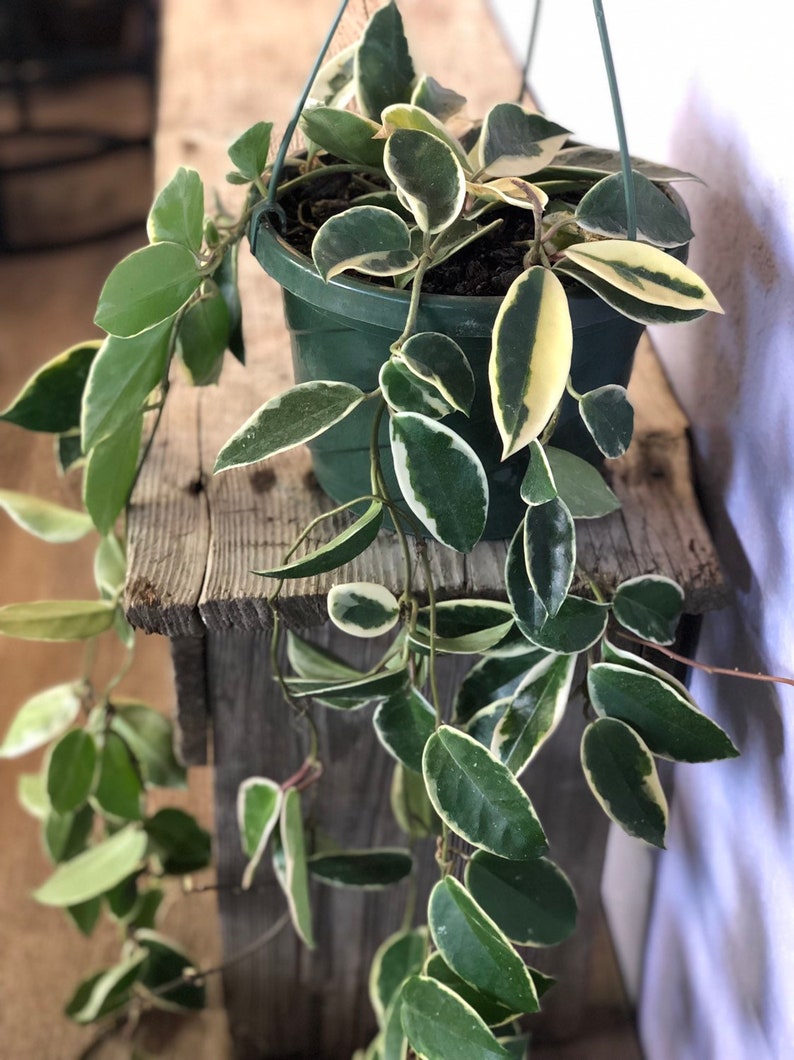 Krimson Queen Hoya carnosa trilcolor Wax Plant variegated