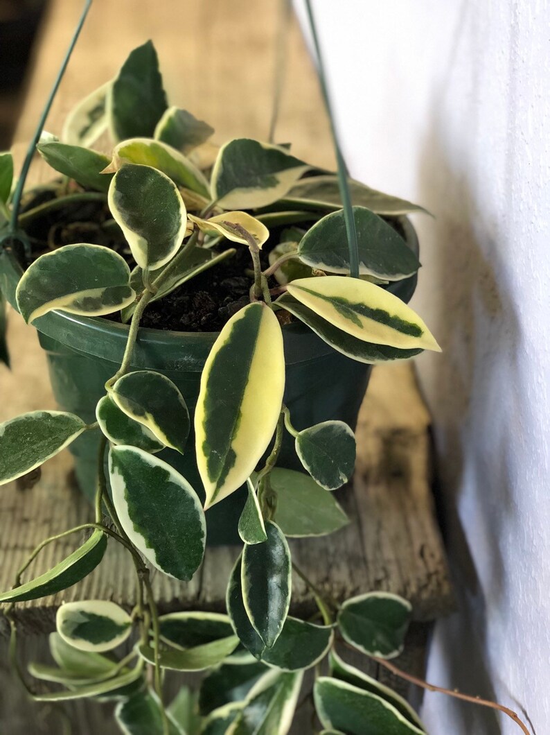 Krimson Queen Hoya carnosa trilcolor Wax Plant variegated