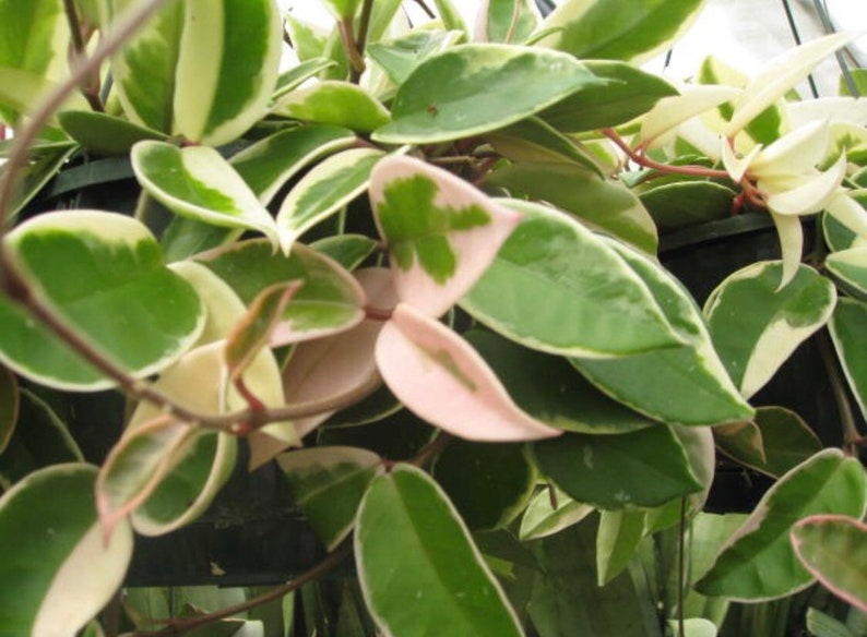 Krimson Queen Hoya carnosa trilcolor Wax Plant variegated