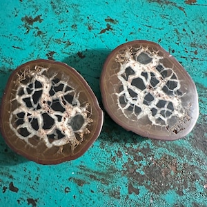 May include: Two round, brown geode slices with white and black crystal formations inside. The geode slices are on a turquoise surface.