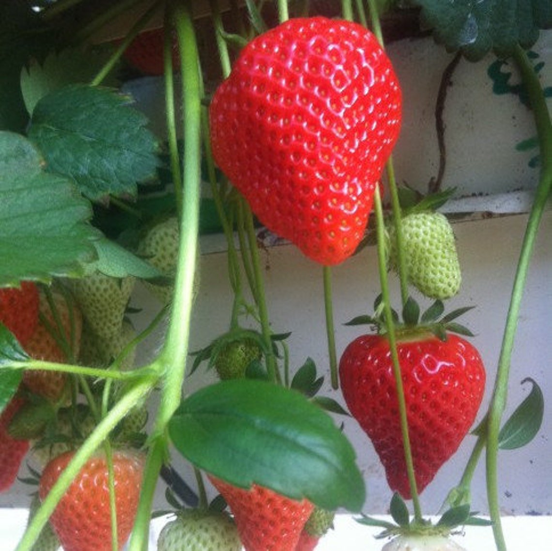 Flair Strawberry Seeds 100 Organic Seeds Early Good Etsy