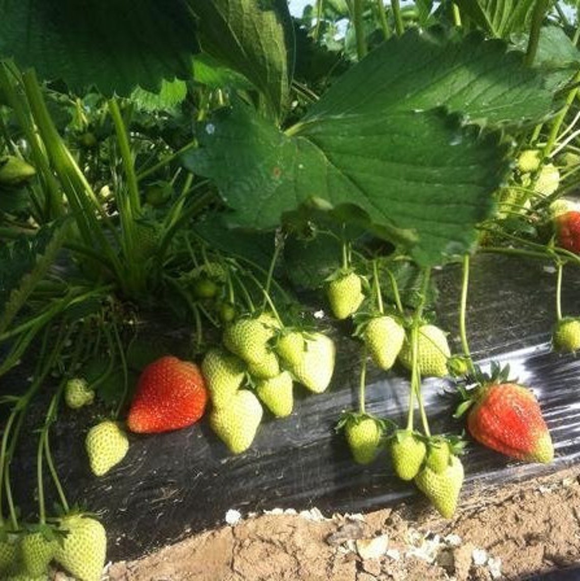 Flair Strawberry Seeds 100 Organic Seeds Early Good Etsy