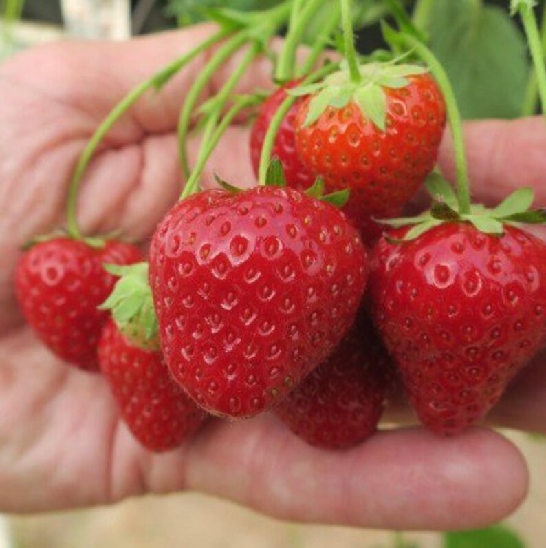 клубника мара де буа. земляника садовая куст. земляника крупноплодная женева. земляника де. клубника ремонтантная мара де буа.