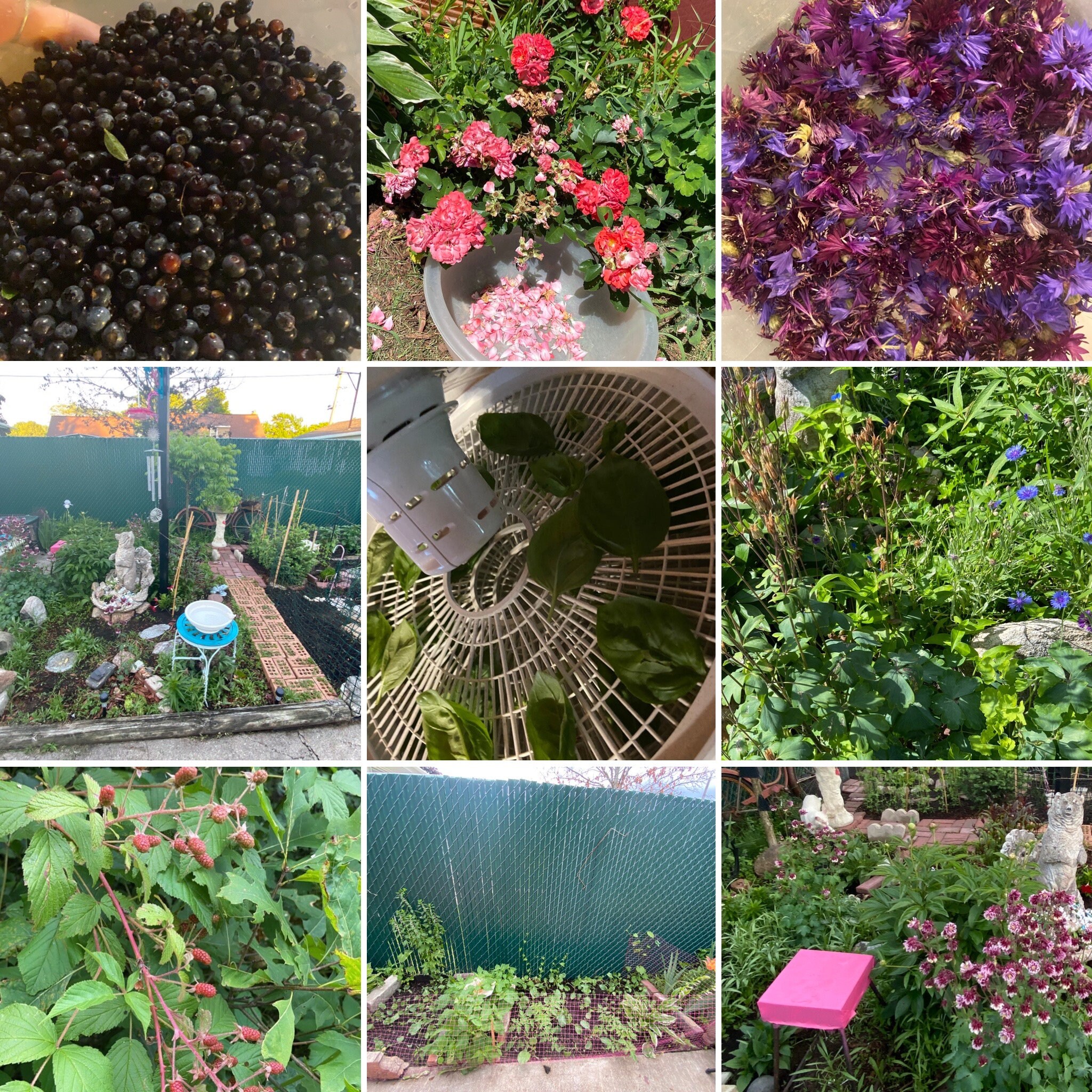 On Sale Arthropatea Tea for Arthritis & Joint Pain Remedy Organic W