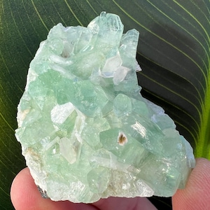 May include: A cluster of pale green crystal formations with a crystalline structure. The crystals have a translucent quality, with some areas appearing more opaque. The mineral specimen is held against a backdrop of a green leaf.