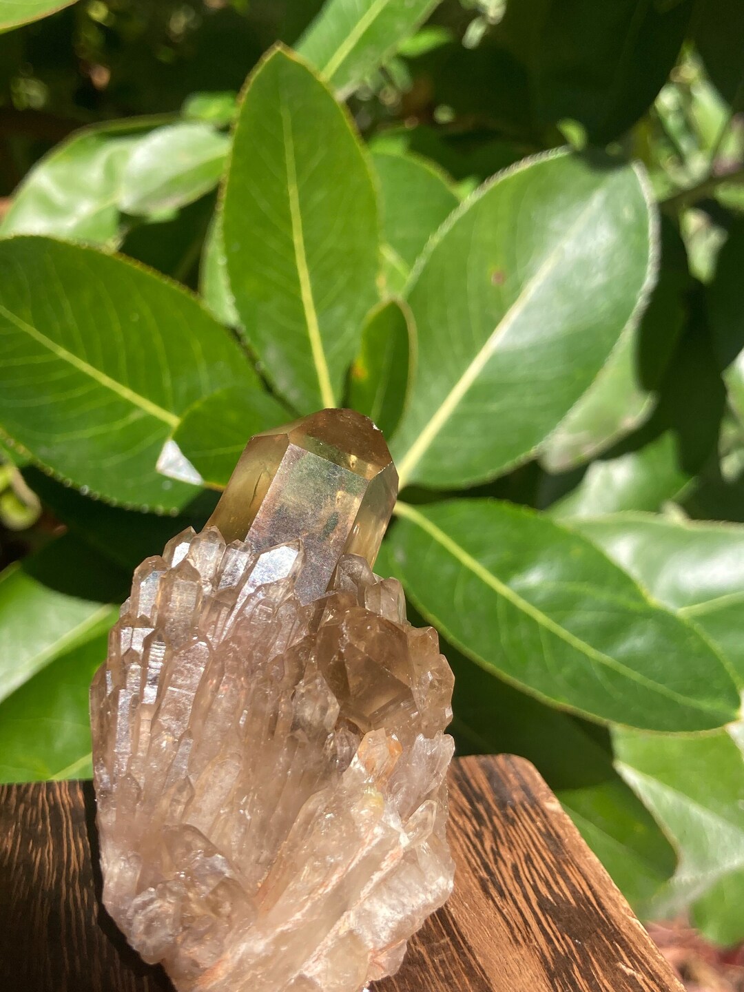 Phenomenal Golden Citrine Cluster Kundalini Citrine Crystals 89 Grams