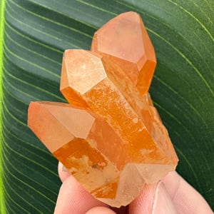 May include: A cluster of orange quartz crystals with sharp, geometric points. The crystals have a translucent quality, with variations in color and texture. The background is a large, green leaf.