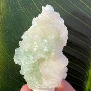 May include: A cluster of crystalline formations in shades of pale green and white. The mineral specimen has a rough, textured surface with numerous small, pointed crystals. The background is a large green leaf.