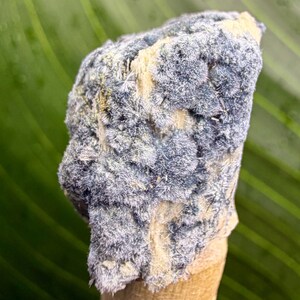 May include: A close-up of a mineral specimen featuring a cluster of small, blue-grey crystals. The crystals have a fuzzy, textured appearance, contrasting with the lighter, beige-colored base. The background is a blurred green.