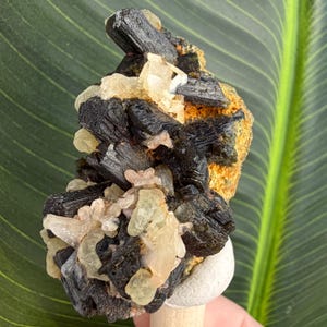 May include: A cluster of black tourmaline crystals with pale yellow and clear quartz accents. The crystals are clustered on a rough, orange-brown matrix. The background is a green leaf.