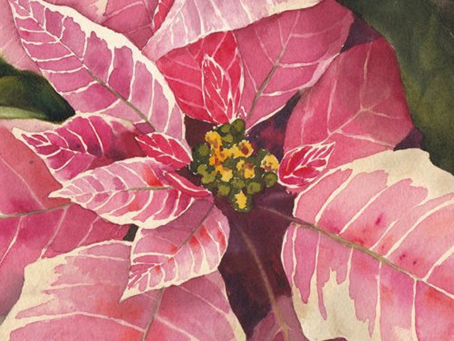 Original Watercolor Painting Pink Poinsettia I Ann Breckon Etsy