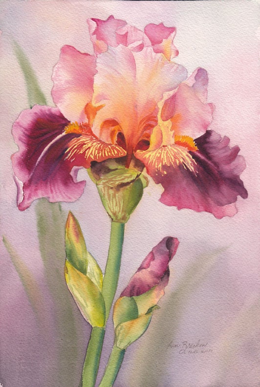 Original Watercolor Painting Iris Love II Ann Breckon Fine - Etsy