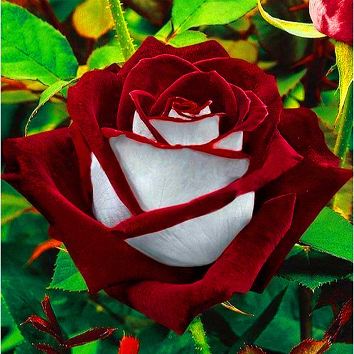 Rose Flower 5D Diamond Painting Kit Full Drill Art Cross Stitch DIY Home Decor Rose Flower 5D Diamond Painting Kit Full Drill Art Cross Stitch DIY Home Decor