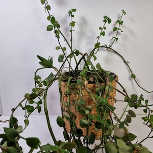 May include: A potted plant with trailing vines and small, round green leaves. The plant is in a woven basket with a natural, light brown color. The background is a plain white surface.