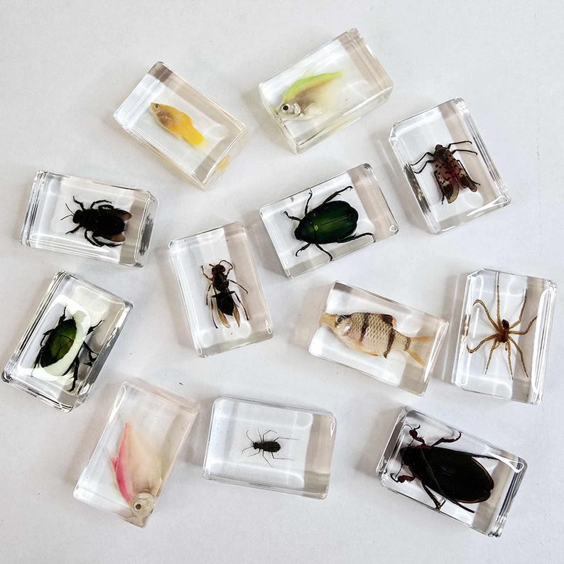 Resin Encased Bugs Insects Fish. Entomology. Taxidermy. Ichthyology ...