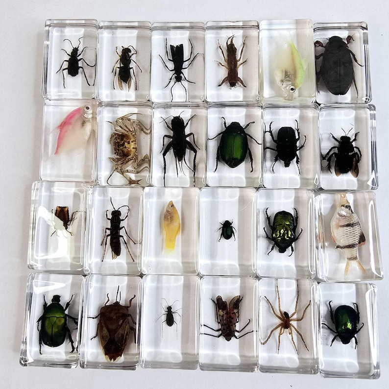Resin Encased Bugs Insects Fish. Entomology. Taxidermy. Ichthyology ...