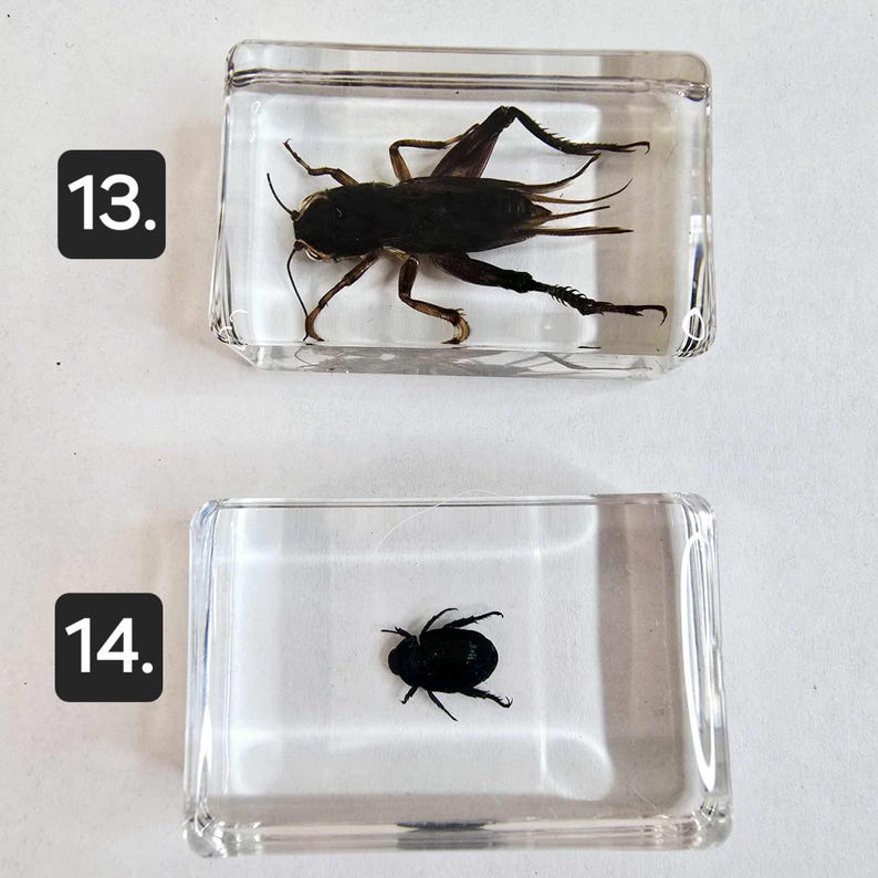 Resin Encased Bugs Insects Fish. Entomology. Taxidermy. Ichthyology ...