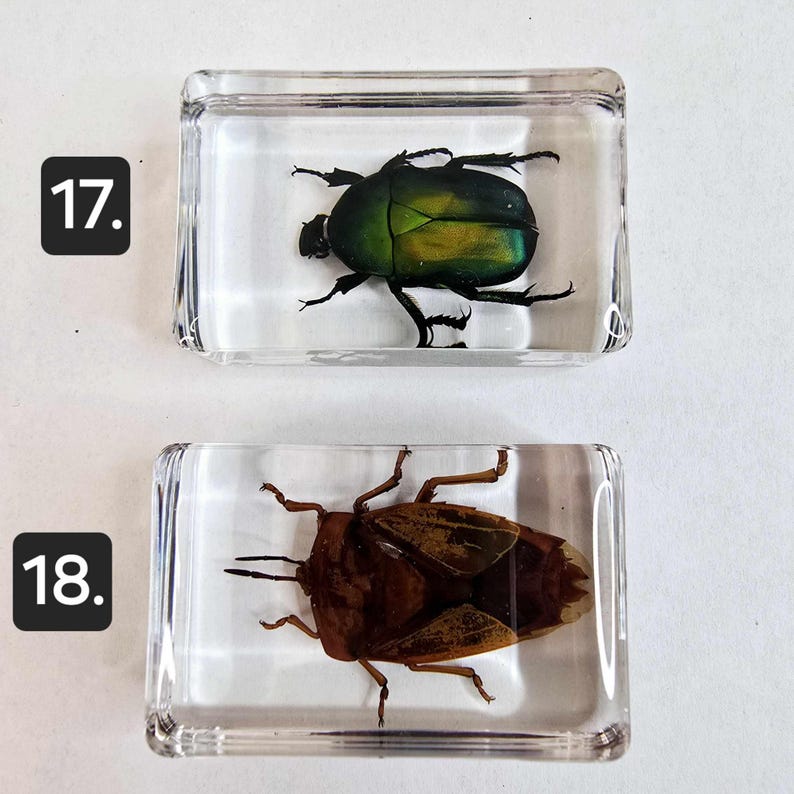 Resin Encased Bugs Insects Fish. Entomology. Taxidermy. Ichthyology ...
