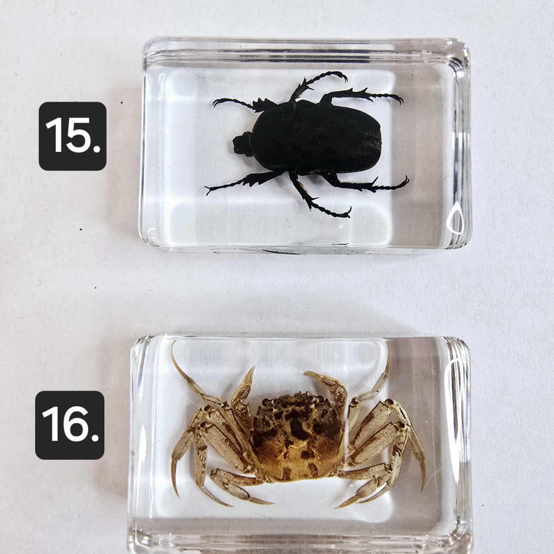 Resin Encased Bugs Insects Fish. Entomology. Taxidermy. Ichthyology ...