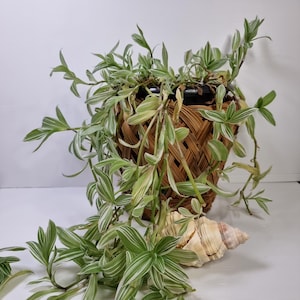May include: A trailing Tradescantia fluminensis plant with variegated green and white leaves, potted in a brown woven wicker basket. A large, spiralled, tan and cream-coloured seashell rests at the base of the plant, partially obscured by the foliage.