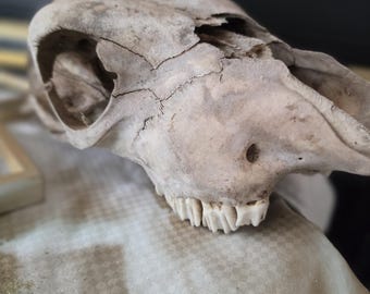 Calavera de vaca vintage