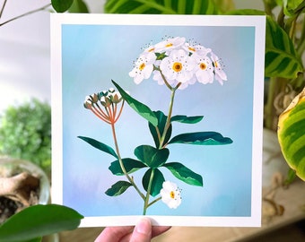 Weiße Blumenillustration, botanisches Aquarellplakat, florales Dekorationsplakat, handgemachte Zeichnung