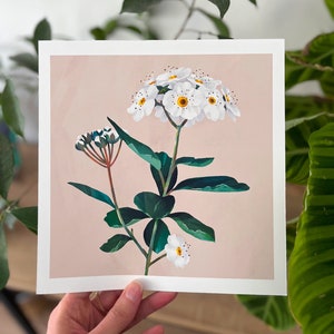 Watercolor botanical poster, white flower illustration, artistic print on quality paper, flower drawing to frame, handmade drawing