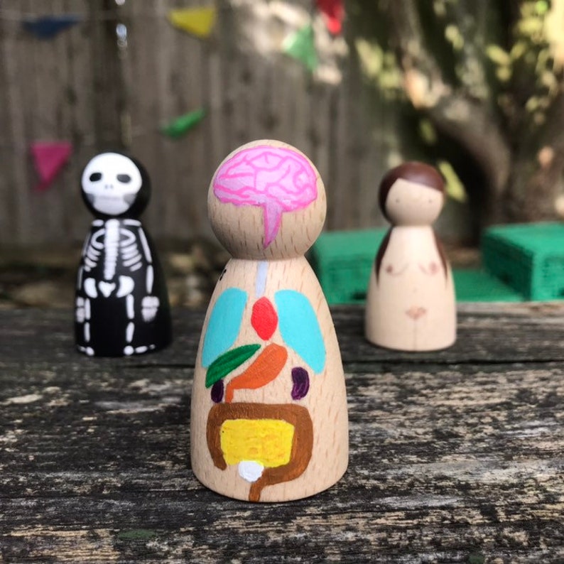Human Anatomy Peg Dolls