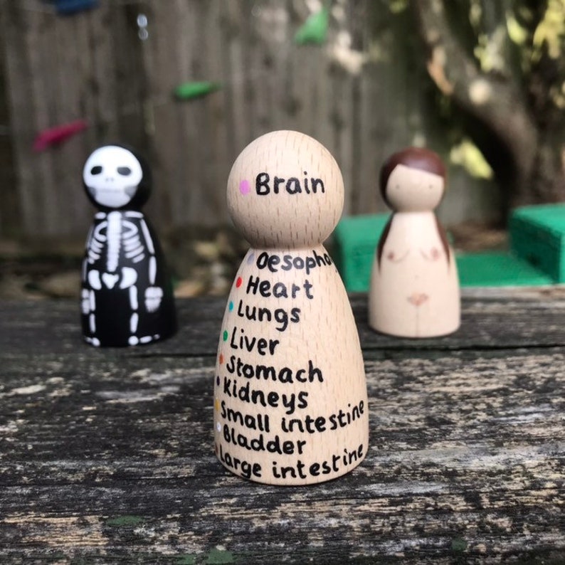Human Anatomy Peg Dolls