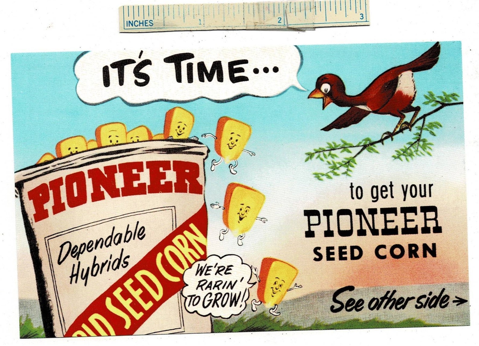 Pioneer Seed Catalog 2025 Schedule Viola Jessamyn