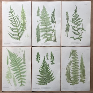 Könnte beinhalten: Eine Vintage-botanische Illustration von sechs verschiedenen Farnarten. Die Farne sind detailliert dargestellt, mit ihren Wedeln, Stielen und Sporen. Die Illustrationen sind auf weißem Hintergrund gedruckt.