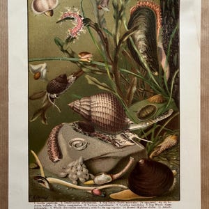 Könnte beinhalten: Eine Vintage-Illustration, die verschiedene Weichtiere zeigt, darunter Schnecken, Muscheln und Miesmuscheln, in ihrem natürlichen Lebensraum. Die Illustration ist detailliert und realistisch und zeichnet sich durch leuchtende Farben aus. Der Text unterhalb der Abbildung identifiziert jedes Weichtier mit seinem wissenschaftlichen Namen.
